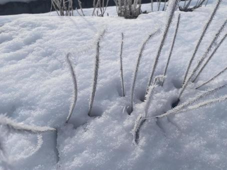 雪と枯れ草 雪と枯れ草の写真