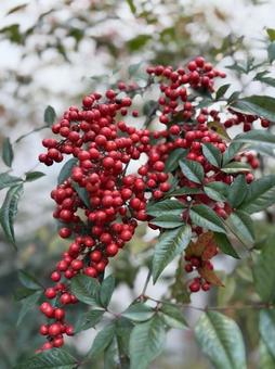 たわわに実った南天の赤い実　ポートレート 南天,実,赤いの写真素材