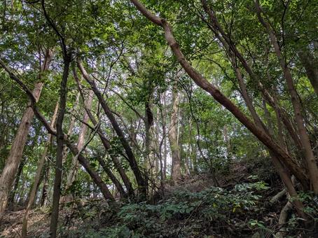 林内 自然,林,森林の写真素材