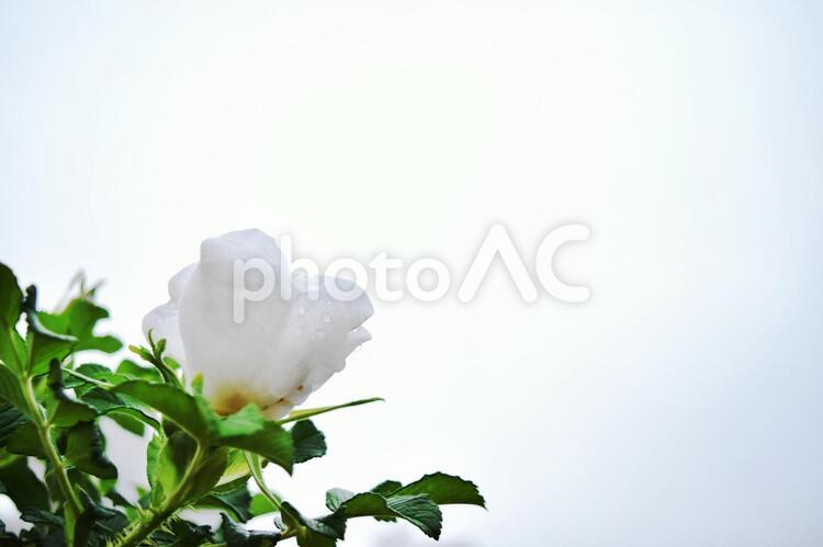 白の花　背景白　清潔感　シンプル 白の花,背景白,清潔感の写真素材