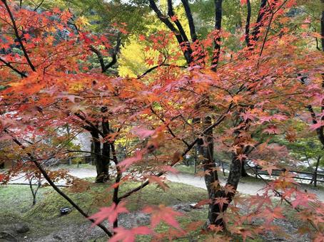 紅葉が綺麗な山道（香嵐渓） 香嵐渓,紅葉,山道の写真素材