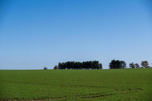 広大な緑の牧草地に連なる林 牧草地,丘,緑の写真素材