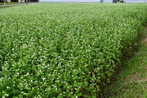 蕎麦畑 白い花 蕎麦畑 白い花の写真