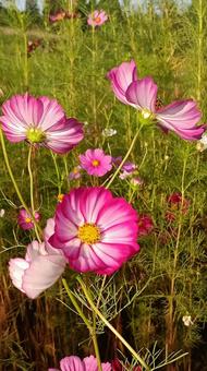 白とピンクのコスモスの花 白とピンクのコスモスの花の写真