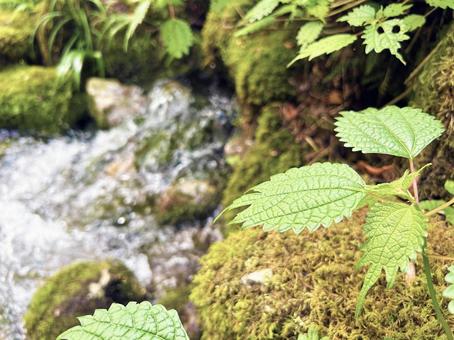 Photo, leaf, reef, green, 