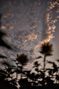 Photo, sunset, evening landscape, cloud, 