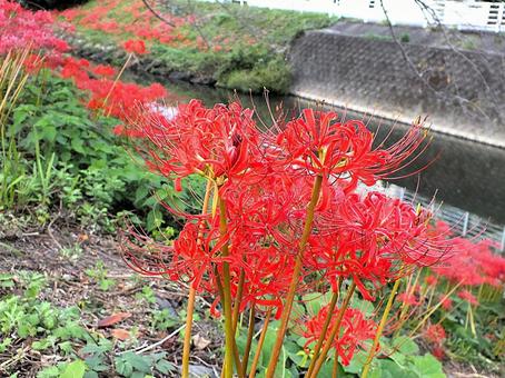 炎のように咲き出したヒガンバナの花 炎のように咲き出したヒガンバナの花の写真
