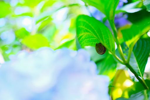 紫陽花の影にかたつむり 紫陽花の影にかたつむり かたつむり,紫陽花,かくれんぼの写真素材