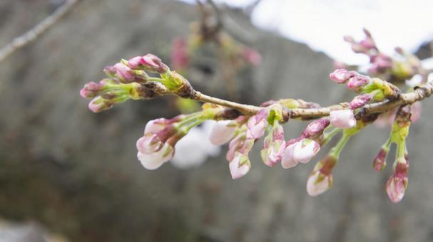 桜 桜の写真