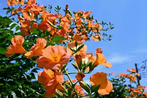 夏の花 夏の花の写真