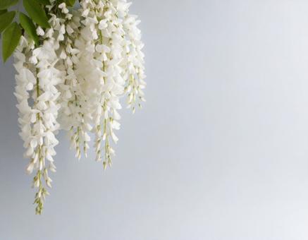 白い藤の花の写真