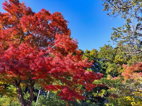 紅葉のもみじ林　伊豆の修善寺虹の郷にて 紅葉,モミジ,紅葉狩りの写真素材