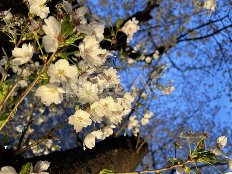 夕陽に染まる桜の輝き さくら,白,青の写真素材