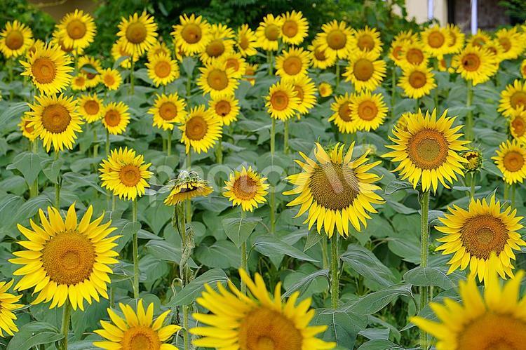 第１なぎさ公園　ひまわり2025年　64 滋賀県,守山市,第１なぎさ公園の写真素材