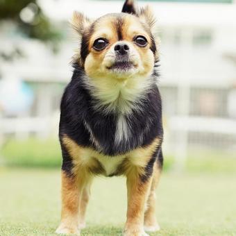 見つめるワンコ(ミックス犬) 見つめるワンコ(ミックス犬)の写真
