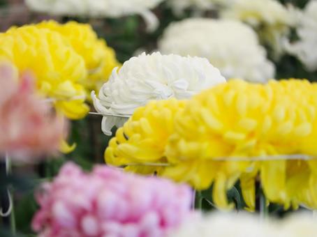 Photo, chrysanthemum, chrysanthemum exhibition, chrysanthemum festival, 