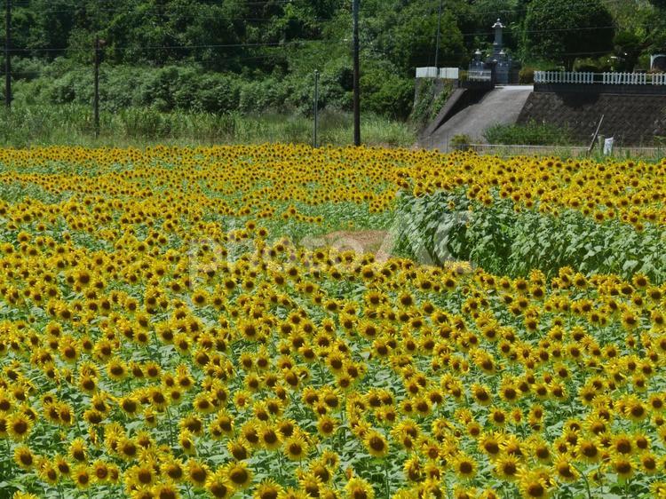 福岡県嘉麻市　熊ヶ畑 ひまわり畑 ひまわり,ヒマワリ,向日葵の写真素材