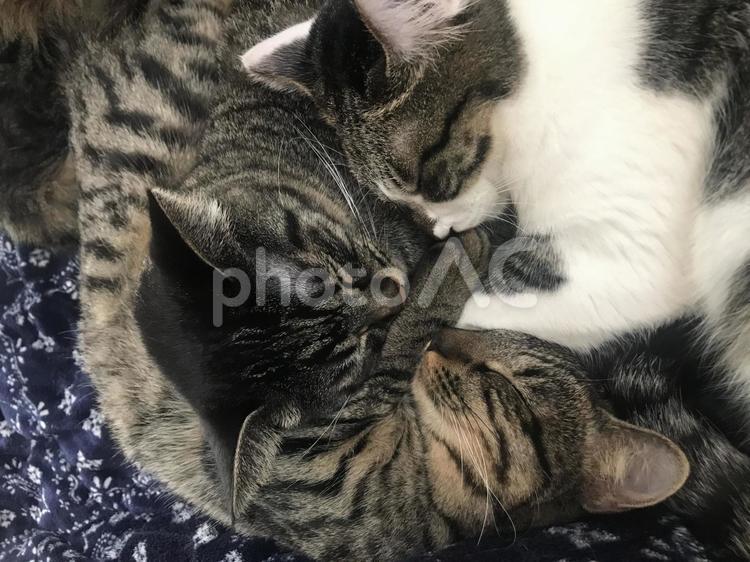 気持ちよさそう 猫,可愛い,素材の写真素材