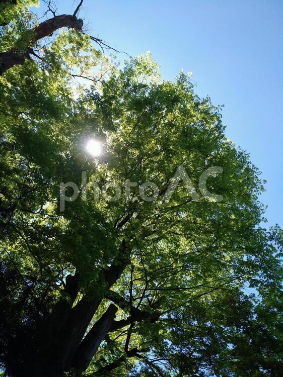 木漏れ日 木漏れ日,葉,自然の写真素材