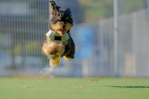 飛んでるワンコ 犬,ミックス犬,ペットの写真素材