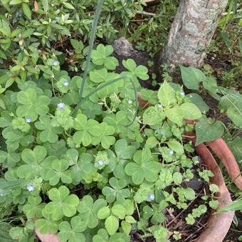 鉢植えの雑草 鉢植えの雑草 カタバミ,オオイヌノフグリ,ネギの写真素材