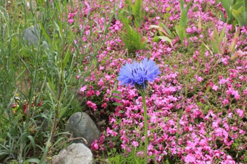 紫色の花4 紫色の花4の写真