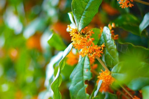 金木犀 キンモクセイ,秋,金木犀の写真素材