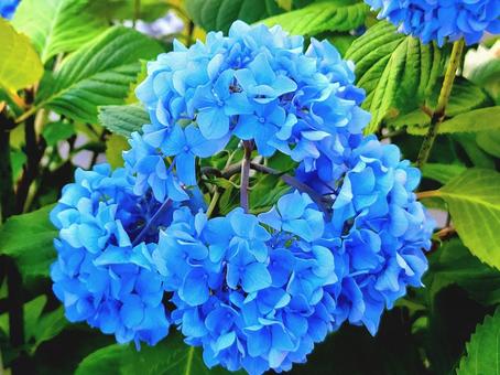 ブルーの紫陽花(アジサイ) アップ ブルーの紫陽花(アジサイ) アップ あじさい,クローズアップ,アップの写真素材
