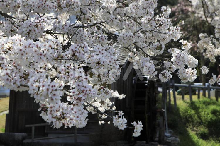 水車と桜 桜,花,水車の写真素材