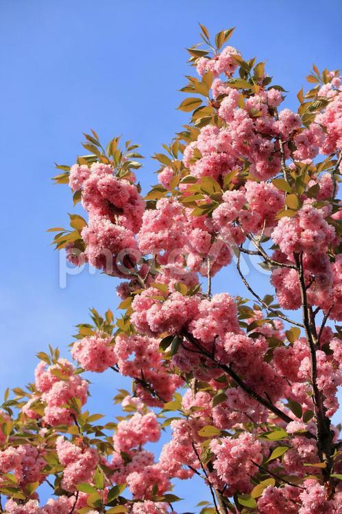 牡丹桜 牡丹桜,八重桜,桜の写真素材
