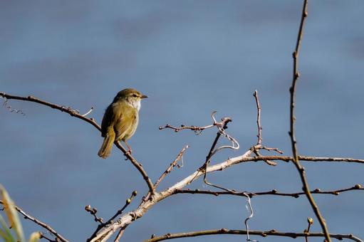 Japanese bush warbler (1), JPG Japanese bush warbler (1), JPG