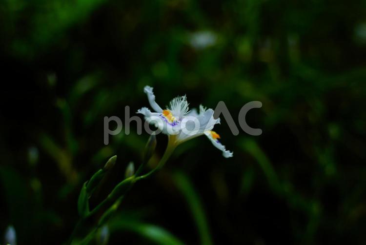 湿地に凛と咲くシャガの花 シャガ,花,湿地の写真素材