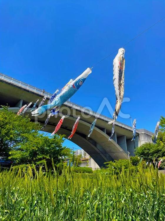橋と風になびく鯉のぼりと麦畑 鯉のぼり,橋,大橋の写真素材