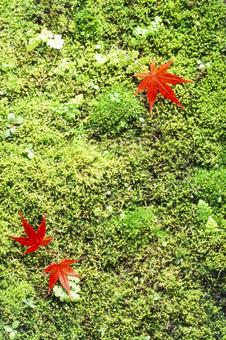 苔の上の枯葉3 苔の上の枯葉3の写真