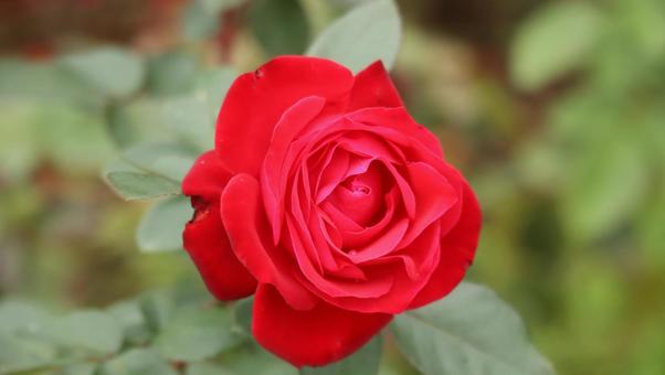 雨上がりの秋バラに恋して 薔薇,バラ,ピンクの写真素材