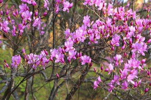 Japanese azalea 1 (Nikko City, Tochigi Prefecture), JPG