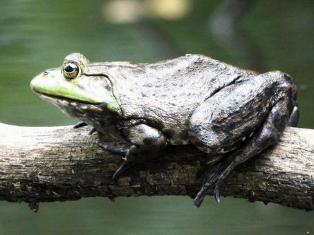 倒木の上に座すウシガエル 倒木の上に座すウシガエルの写真