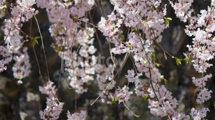 枝垂れ桜 枝垂れ桜,桜,しだれ桜の写真素材