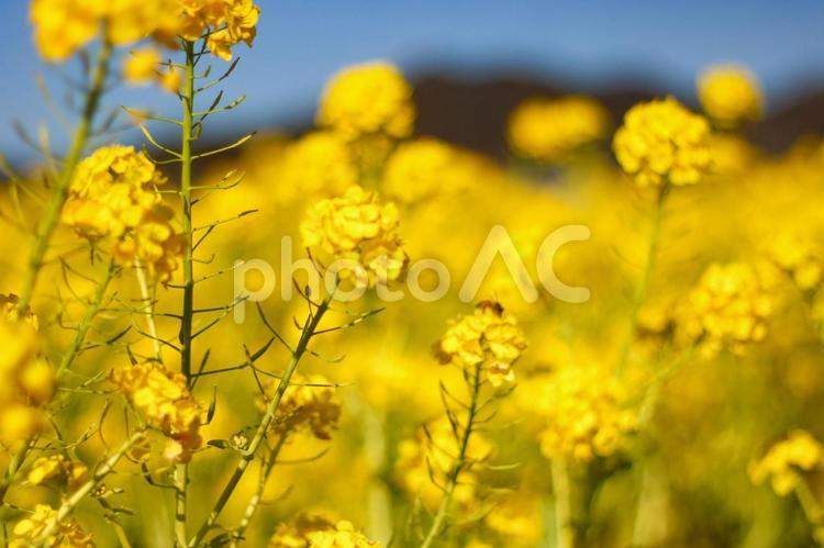菜の花畑と青空 菜の花畑,菜の花,菜な畑ロードの写真素材