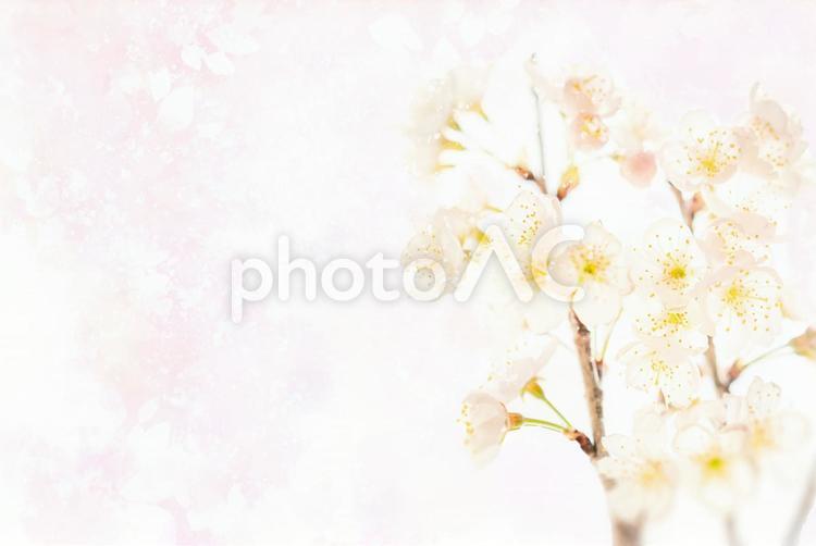 淡い春らしい桜の背景画像/サクラ 桜,サクラ,ピンクの写真素材