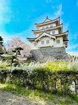 忍城と桜 忍城,忍城御三階櫓,ソメイヨシノの写真素材