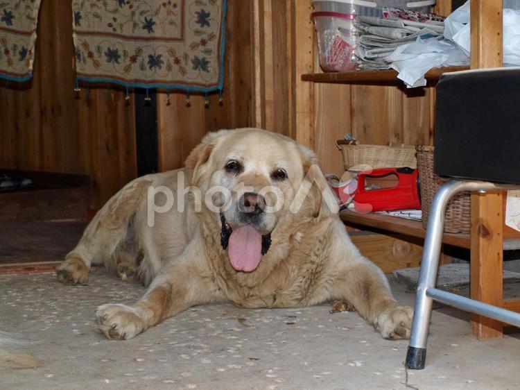 舌を出している犬 犬,飼い犬,動物の写真素材
