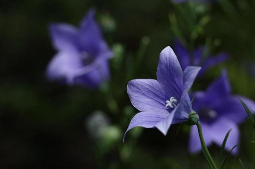 Photo, campanulaceae, flower, bellflower family, 
