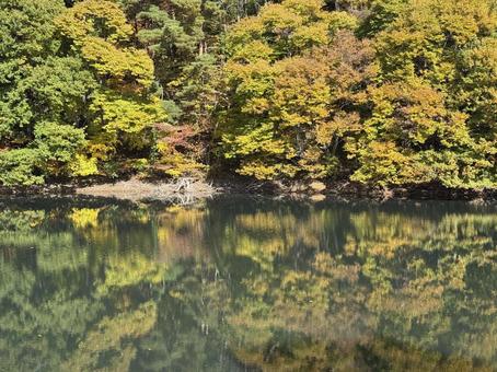 晩秋の大沢の堤の紅葉 紅葉,大沢の堤,松本市の写真素材