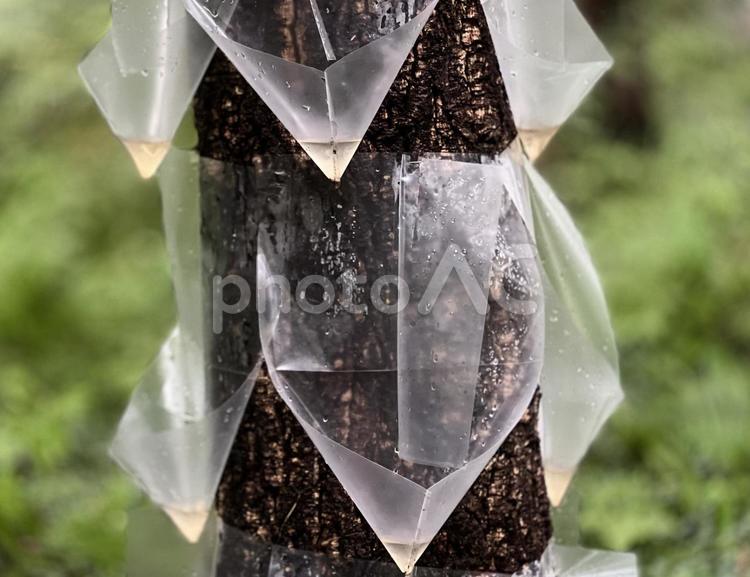 ナラ枯れ対策 ナラ枯れ,対策,虫捕獲の写真素材