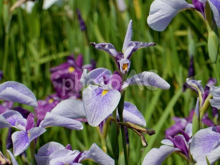 【花の写真】ハナショウブ（花菖蒲） ハナショウブ,花菖蒲,ハナアヤメの写真素材