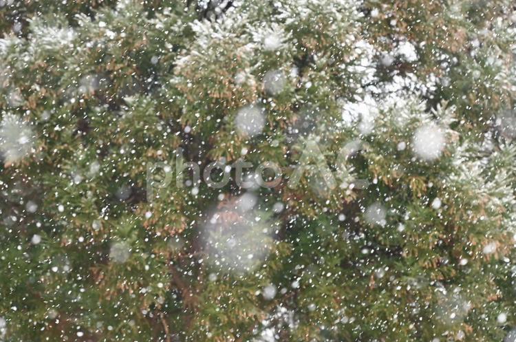 雪が降っている風景 冬,雪,クローズアップの写真素材
