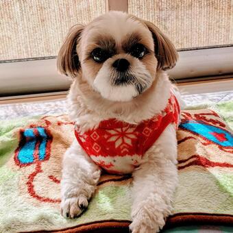 赤い服を着たシーズー犬 赤い,服,犬服の写真素材