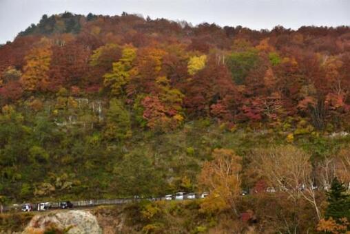 紅葉 紅葉の写真