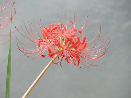【彼岸花の写真】彼岸花が咲く風景 【彼岸花の写真】彼岸花が咲く風景 彼岸花,ヒガンバナ,曼殊沙華の写真素材